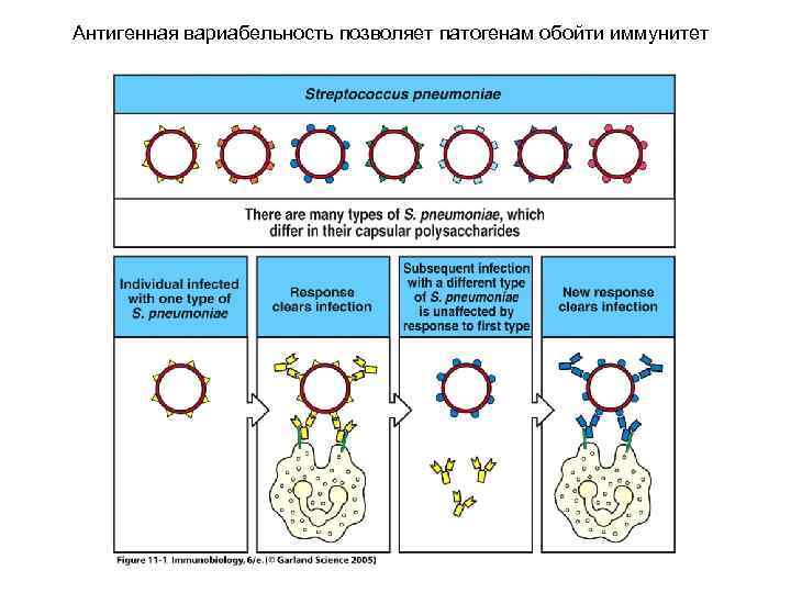 Антигенная вариабельность позволяет патогенам обойти иммунитет 