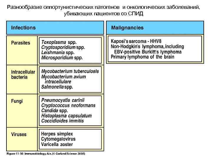 Разнообразие оппортунистических патогенов и онкологических заболеваний, убивающих пациентов со СПИД 