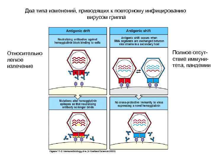 Два типа изменений, приводящих к повторному инфицированию вирусом гриппа Относительно легкое излечение Полное отсутствие