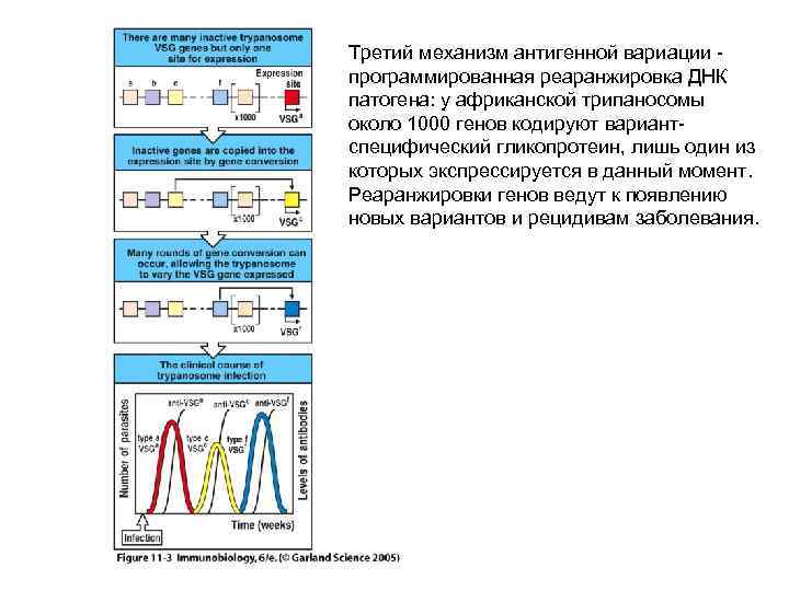Третий механизм антигенной вариации программированная реаранжировка ДНК патогена: у африканской трипаносомы около 1000 генов
