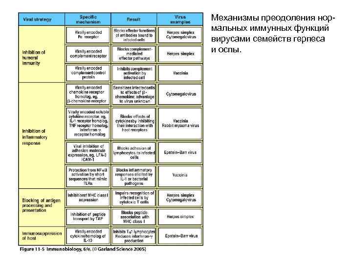 Механизмы преодоления нормальных иммунных функций вирусами семейств герпеса и оспы. 