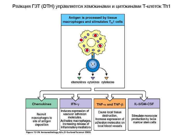 Реакция ГЗТ (DTH) управляется хемокинами и цитокинами Т-клеток Th 1 