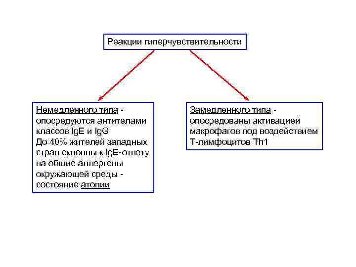 Реакции гиперчувствительности Немедленного типа опосредуются антителами классов Ig. E и Ig. G До 40%