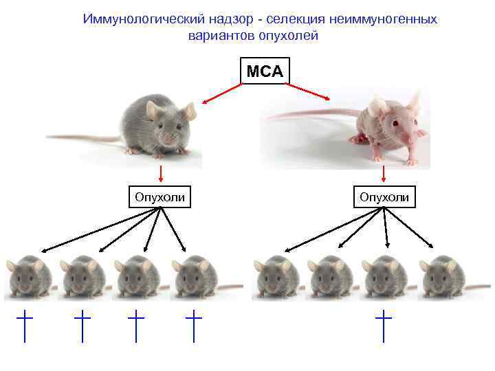 Иммунологический надзор - селекция неиммуногенных вариантов опухолей MCA Опухоли 