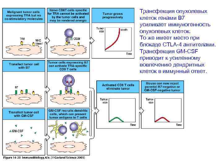 Трансфекция опухолевых клеток генами B 7 усиливает иммуногенность опухолевых клеток. То же имеет место