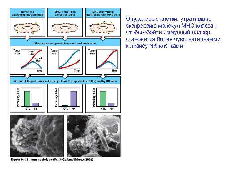 Опухолевые клетки, утратившие экспрессию молекул MHC класса I, чтобы обойти иммунный надзор, становятся более