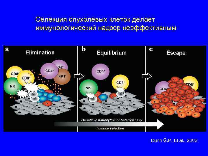 Селекция опухолевых клеток делает иммунологический надзор неэффективным Dunn G. P. Et al. , 2002