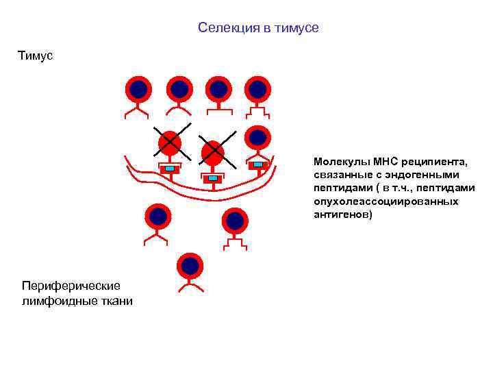 Селекция в тимусе Тимус Молекулы MHC реципиента, связанные с эндогенными пептидами ( в т.