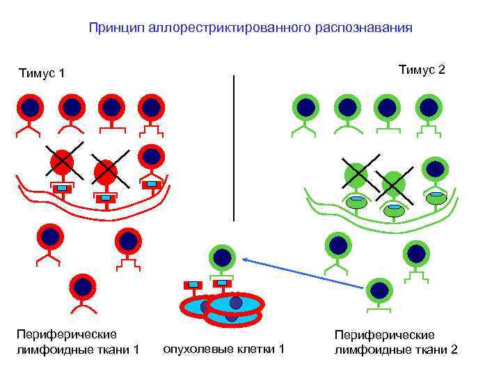 Принцип аллорестриктированного распознавания Тимус 2 Тимус 1 Периферические лимфоидные ткани 1 опухолевые клетки 1