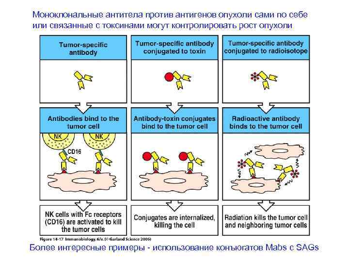 Моноклональные антитела против антигенов опухоли сами по себе или связанные с токсинами могут контролировать
