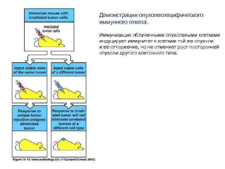 Демонстрация опухолеспецифического иммунного ответа. Иммунизация облученными опухолевыми клетками индуцирует иммунитет к клеткам той же