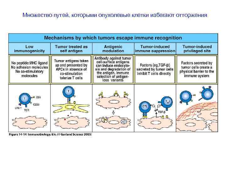 Множество путей, которыми опухолевые клетки избегают отторжения 