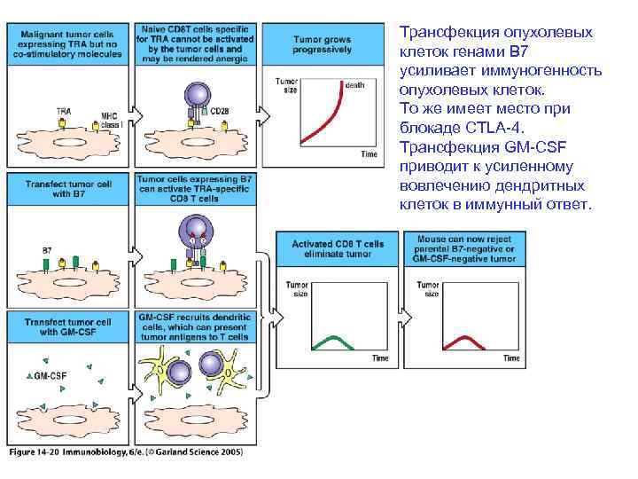 Трансфекция опухолевых клеток генами B 7 усиливает иммуногенность опухолевых клеток. То же имеет место