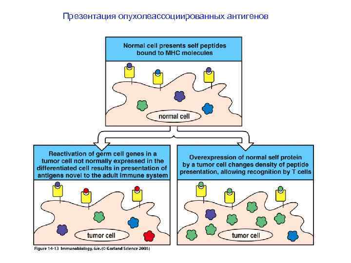 Презентация опухолеассоциированных антигенов 