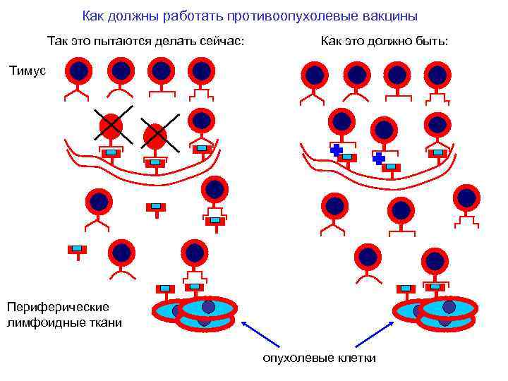 Как должны работать противоопухолевые вакцины Так это пытаются делать сейчас: Как это должно быть: