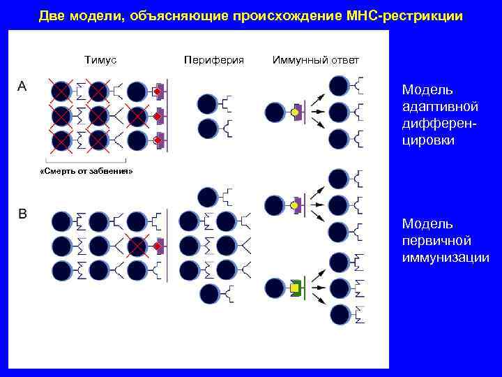 Две модели, объясняющие происхождение MHC-рестрикции Тимус Периферия Иммунный ответ Модель адаптивной дифференцировки «Смерть от