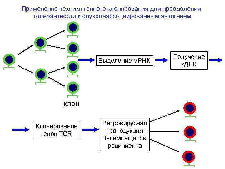 Применение техники генного клонирования для преодоления толерантности к опухолеассоциированным антигенам Выделение м. РНК клон