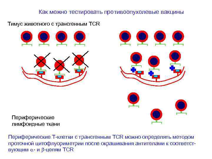 Как можно тестировать противоопухолевые вакцины Тимус животного с трансгенным TCR Периферические лимфоидные ткани Периферические