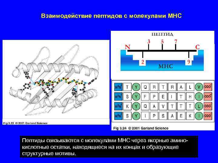 Взаимодействие пептидов с молекулами MHC Пептиды связываются с молекулами MHC через якорные аминокислотные остатки,