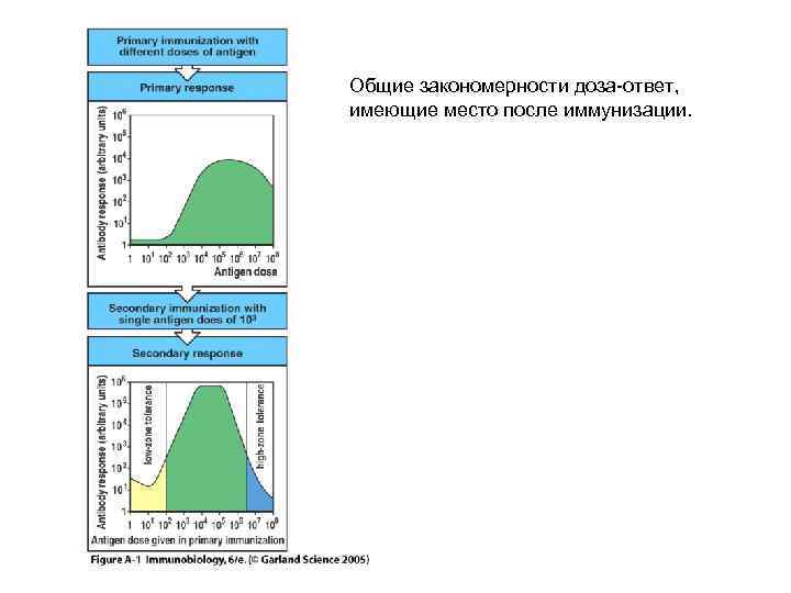 Общие закономерности доза-ответ, имеющие место после иммунизации. 