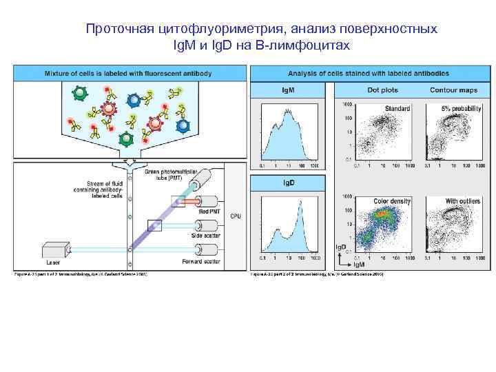Проточная цитофлуориметрия, анализ поверхностных Ig. M и Ig. D на B-лимфоцитах 