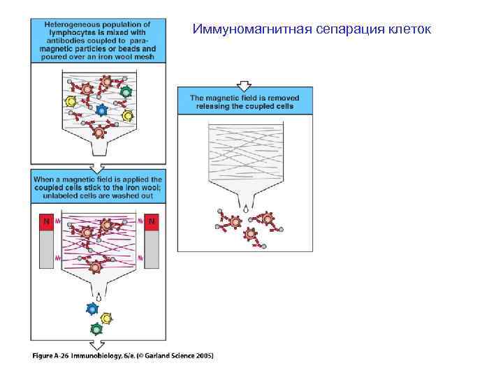Иммуномагнитная сепарация клеток 