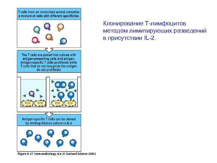 Клонирование Т-лимфоцитов методом лимитирующих разведений в присутствии IL-2. 