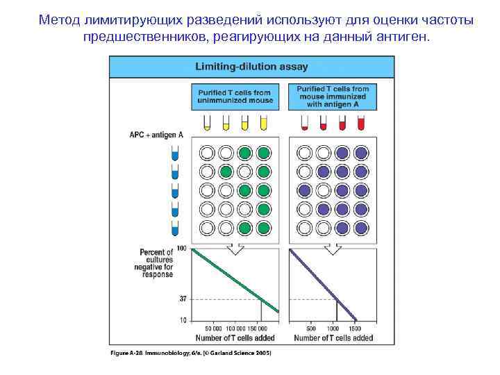 Метод лимитирующих разведений используют для оценки частоты предшественников, реагирующих на данный антиген. 