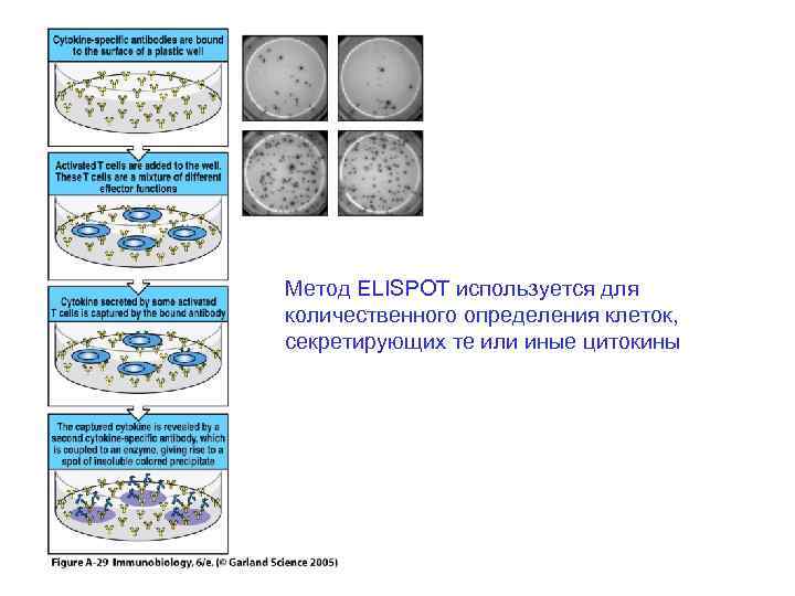 Метод ELISPOT используется для количественного определения клеток, секретирующих те или иные цитокины 