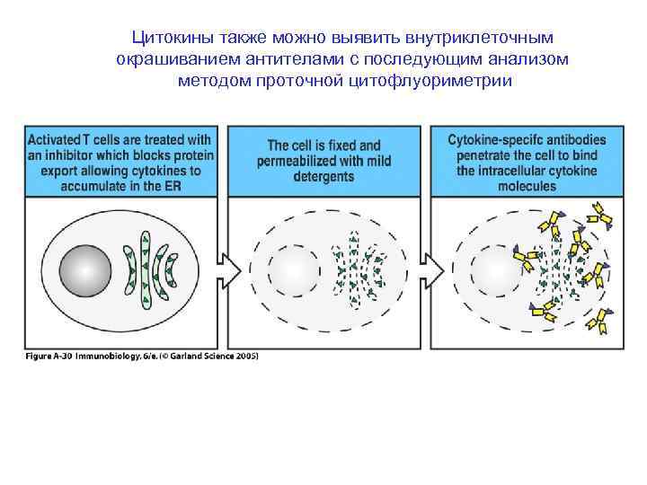 Цитокины также можно выявить внутриклеточным окрашиванием антителами с последующим анализом методом проточной цитофлуориметрии 