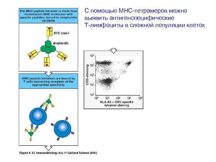 С помощью MHC-тетрамеров можно выявить антигенспецифические Т-лимфоциты в сложной популяции клеток 