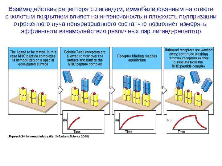 Взаимодействие рецептора с лигандом, иммобилизованным на стекле с золотым покрытием влияет на интенсивность и