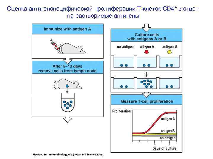 Оценка антигенспецифической пролиферации Т-клеток CD 4+ в ответ на растворимые антигены 