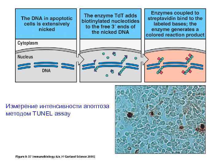 Измерение интенсивности апоптоза методом TUNEL assay 