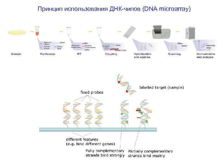 Принцип использования ДНК-чипов (DNA microarray) 