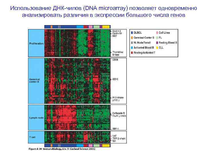 Использование ДНК-чипов (DNA microarray) позволяет одновременно анализировать различия в экспрессии большого числа генов 