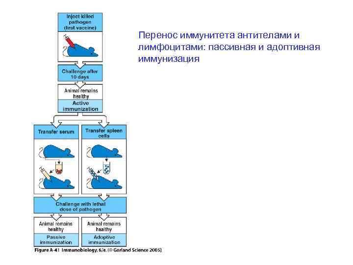 Перенос иммунитета антителами и лимфоцитами: пассивная и адоптивная иммунизация 