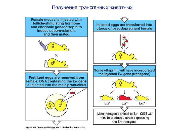 Получение трансгенных животных 