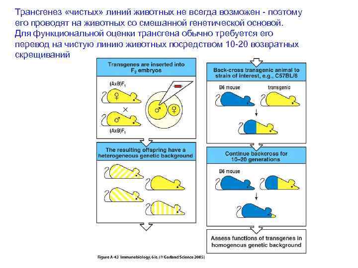 Трансгенез «чистых» линий животных не всегда возможен - поэтому его проводят на животных со