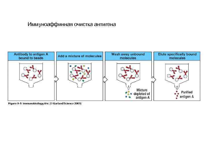 Иммуноаффинная очистка антигена 