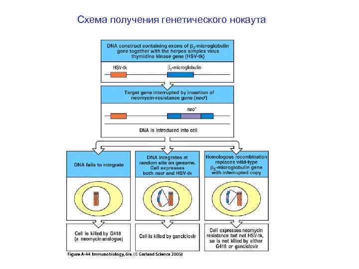 Схема получения генетического нокаута 