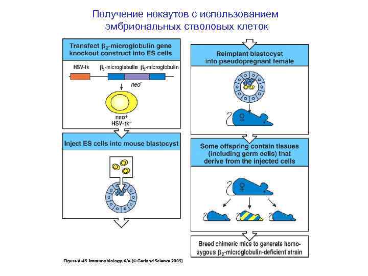 Получение нокаутов с использованием эмбриональных стволовых клеток 