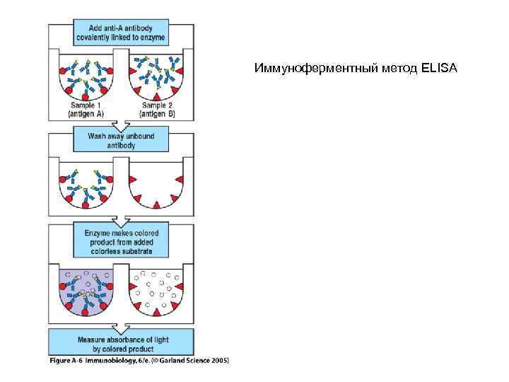 Иммуноферментный метод ELISA 