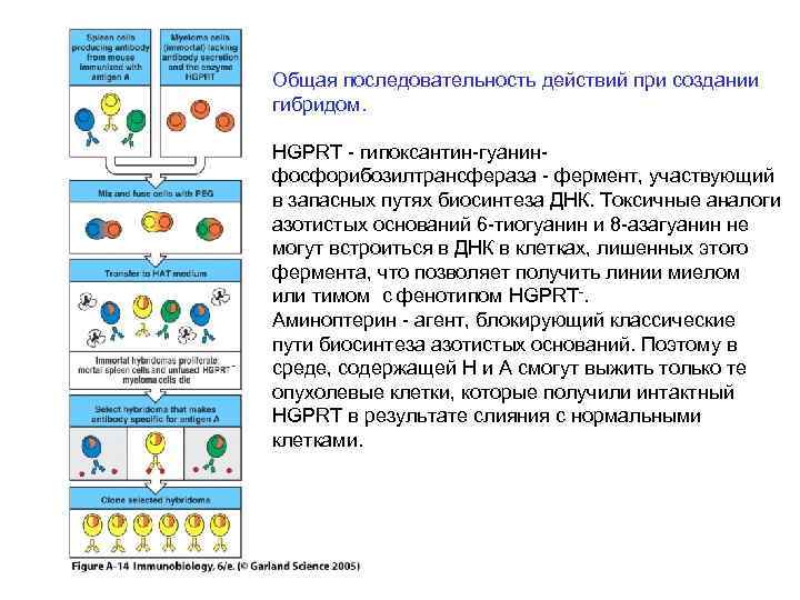 Общая последовательность действий при создании гибридом. HGPRT - гипоксантин-гуанинфосфорибозилтрансфераза - фермент, участвующий в запасных