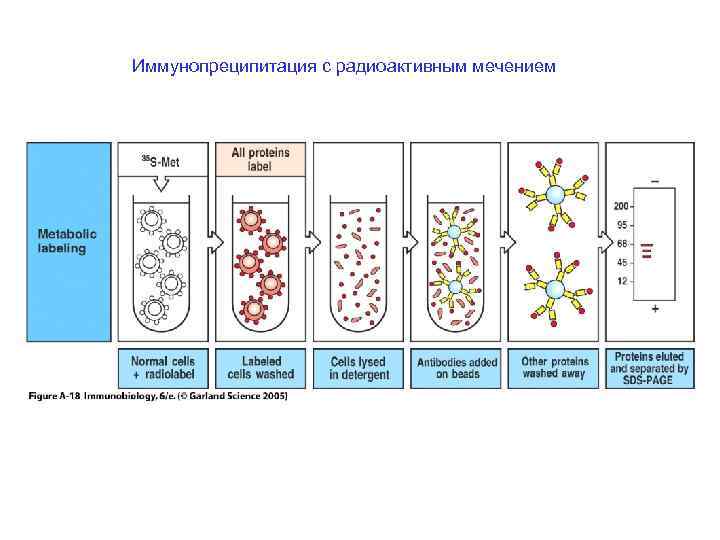 Иммунопреципитация с радиоактивным мечением 