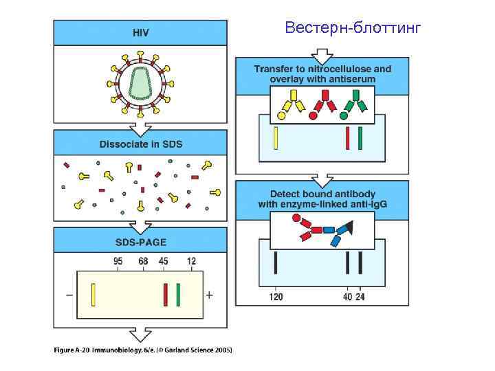 Вестерн-блоттинг 