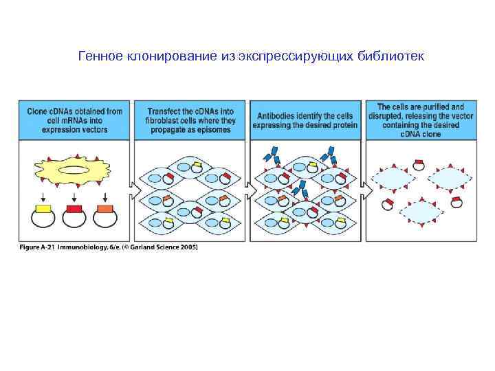 Генное клонирование из экспрессирующих библиотек 