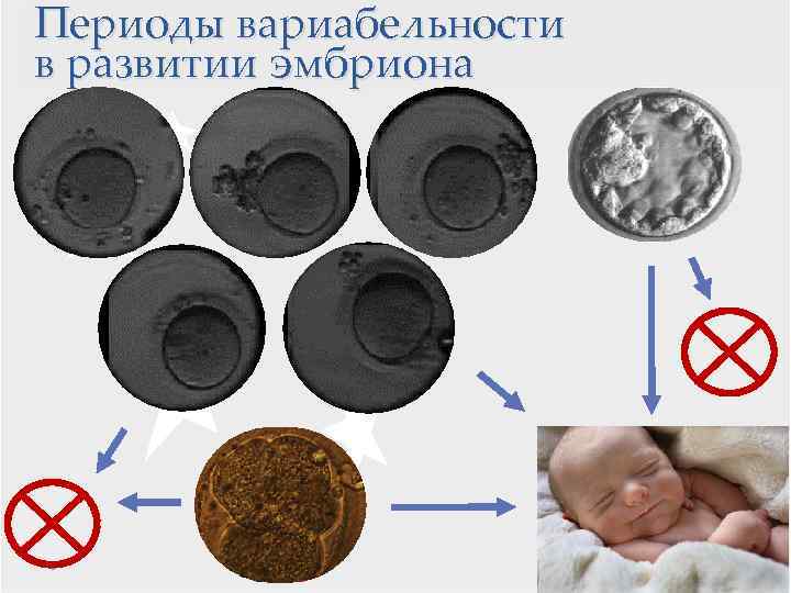 Периоды вариабельности Эквифинальные процессы в развитии эмбриона 