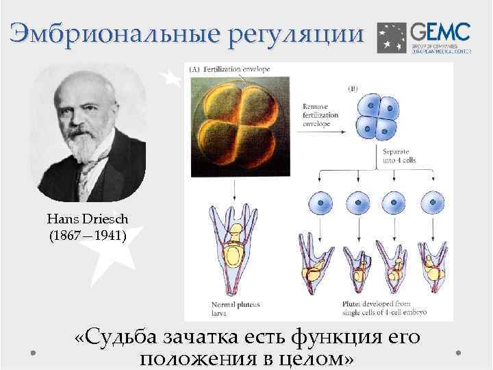 Эмбриональные регуляции Hans Driesch (1867— 1941) «Судьба зачатка есть функция его положения в целом»