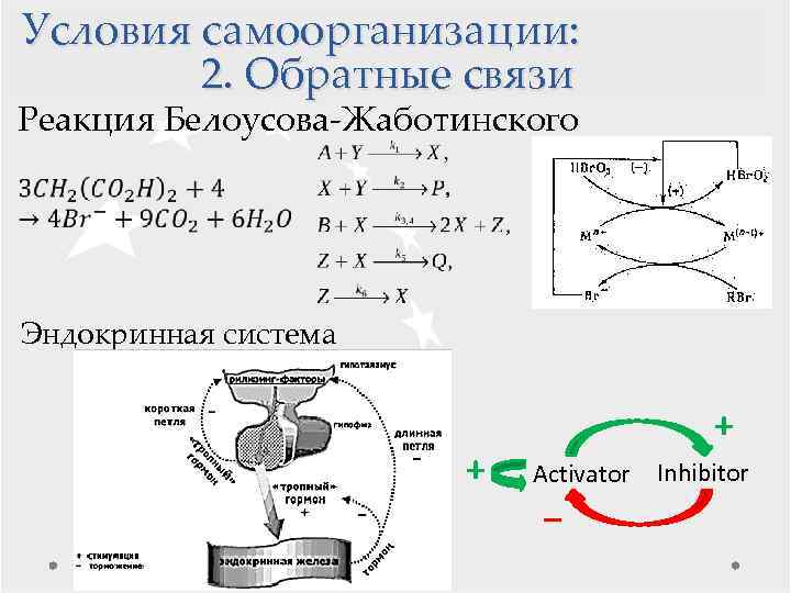 Условия самоорганизации: 2. Обратные связи Реакция Белоусова-Жаботинского Эндокринная система + + Activator – Inhibitor